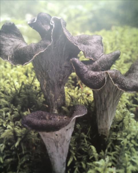 PICT0034.JPG