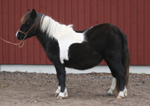 Ljungbackens fenella.JPG