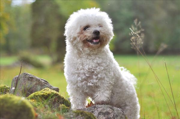 Månadens bichon oktober 2010 Tea