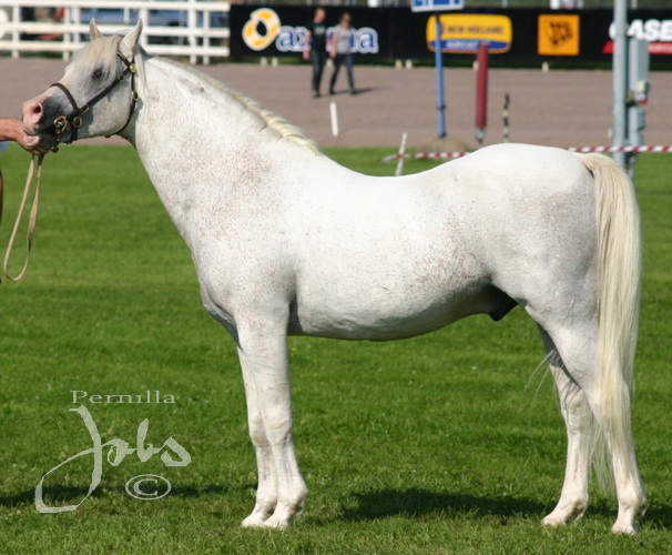 Paddock Camargue RW 91, Axevalla 2010-08-07. Foto: Pernilla Jobs©