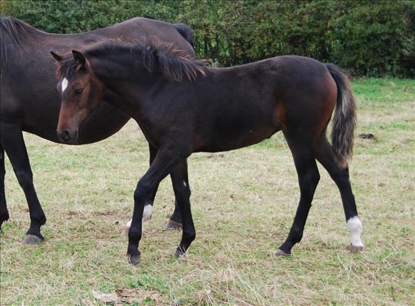 Lovelyhill Hubble Bubble