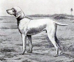 Korthårig weimaraner