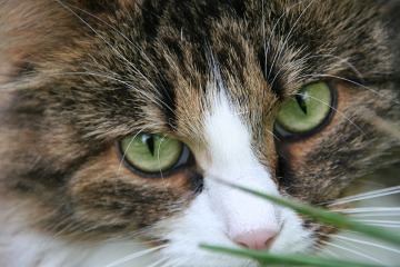 Katt-oogon.jpg