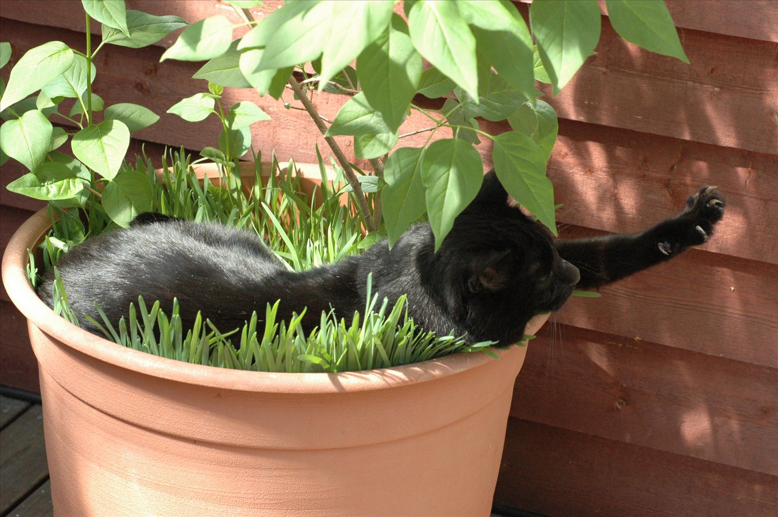 Fototävling - Sommarkatt 2009 
