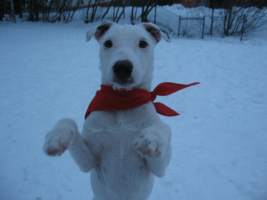 Jack russell terriern Hugo. Foto: Empisen.
