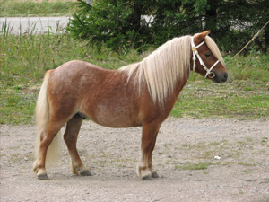 Limited Edition HP Köping09.jpg