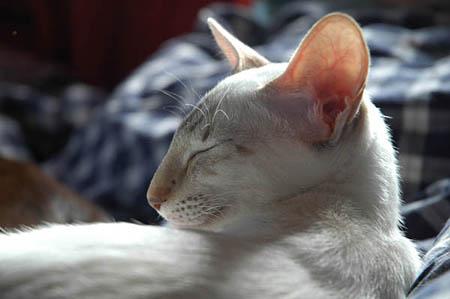 Kitty 6..jpg