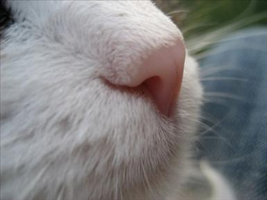 kattnos.jpg