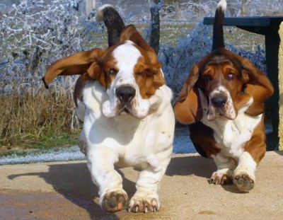 Basset hound