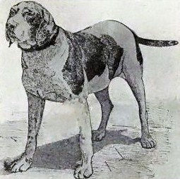 Perdiguero de burgos