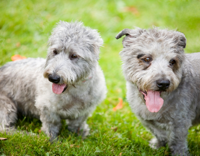Glen of Imaal Terrier.jpg