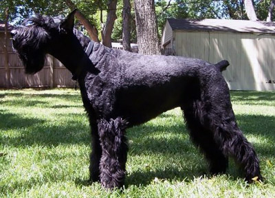 Riesenschnauzer, svart