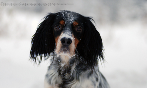 Månadens Hund - November