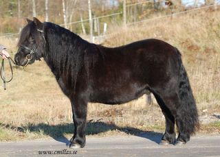 slattens amadeus-1.jpg