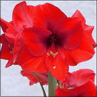 amaryllis.gif