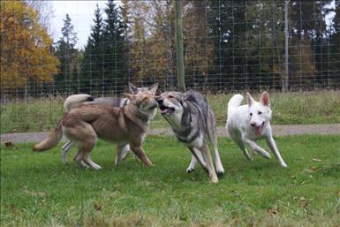 Foto: Ninni