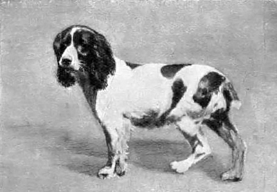 Engelsk springer spaniel 