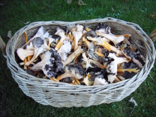gultrumpetsvamp.jpg