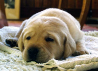Labrador retriever