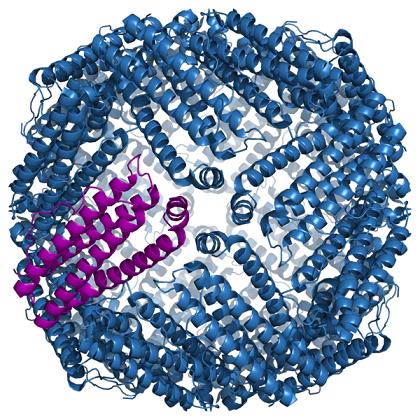 ferritin.JPG