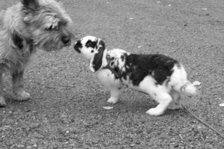 Hunden Bambi & Tippo