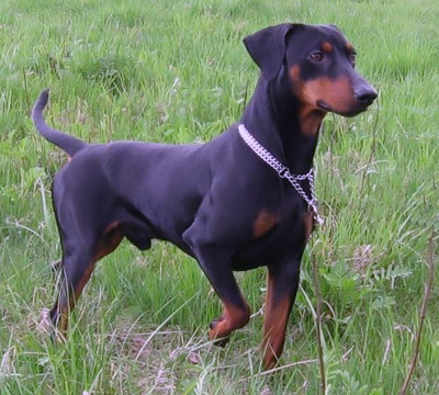 Pinscher