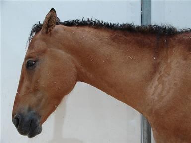 800px-Curly-horse.jpg