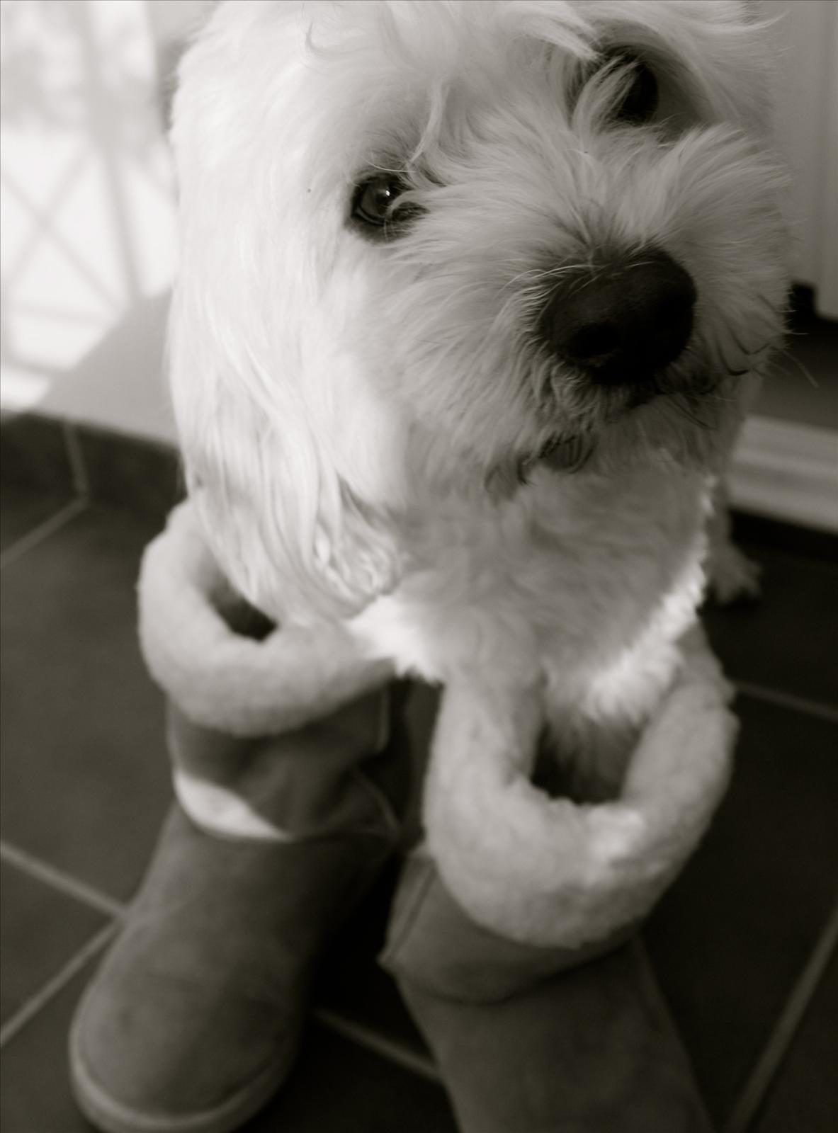 Månadens Bichon - Februari
