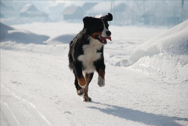 Berner sennenhund