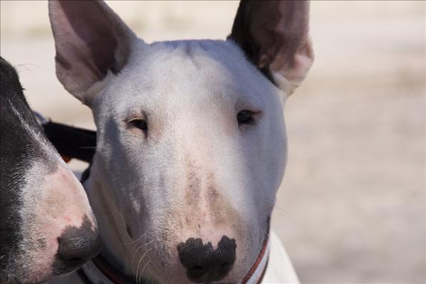 bullterrier2.jpg