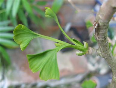 Ginko-biloba.jpg