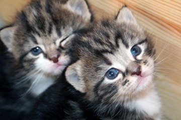 kattungar.jpg