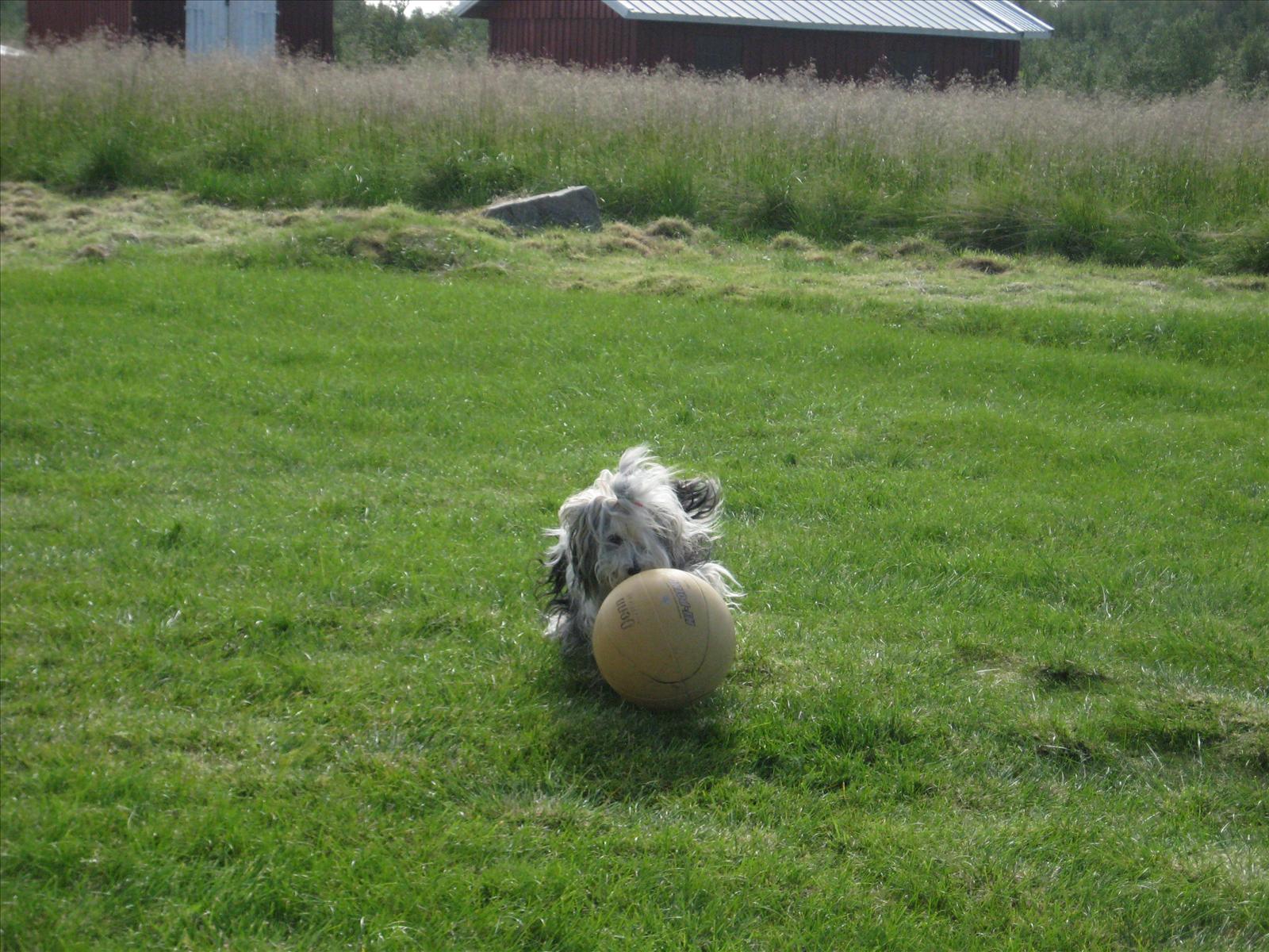 Månadens Bichon - September