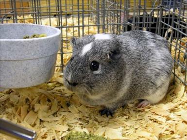 rodents-guineapgs-1354645-l.jpg