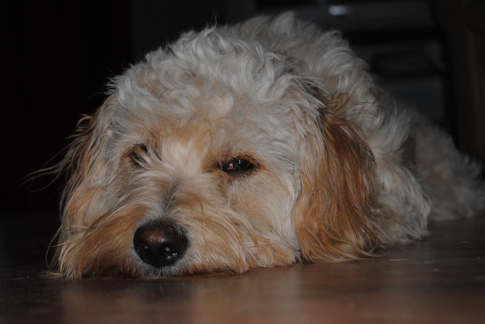 Månadens Bichon - Augusti