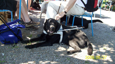 hund09.jpg