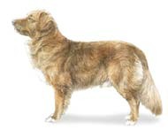 Nova-Scotia-Duck-Tolling-Retriever.jpg