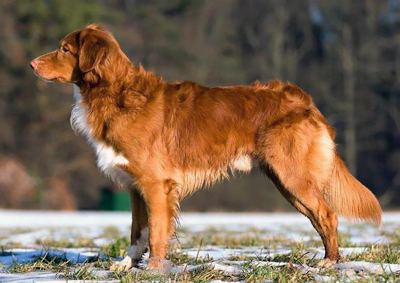 Nova scotia duck tolling retriever