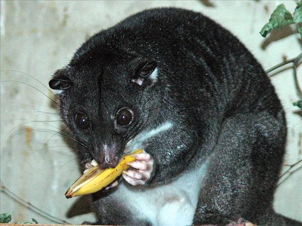 800px-Ground_Cuscus_cotswoldwildlifepark.jpg