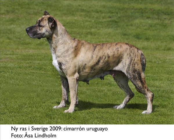 Cimarron uruguayo
