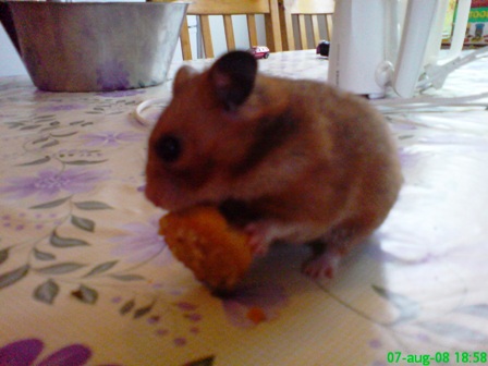 guldhamster.jpg