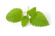 citronmeliss.jpg