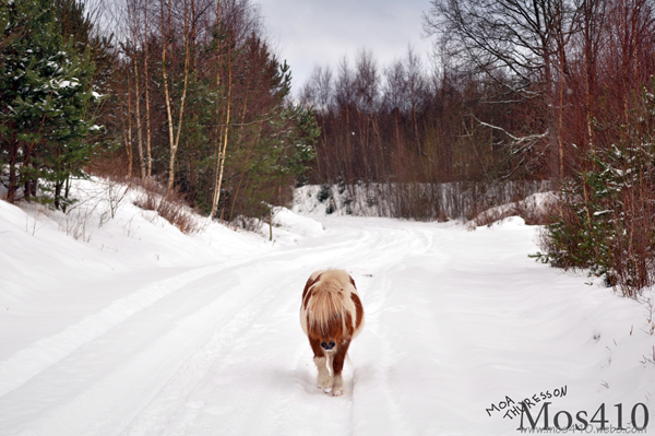 Tuffis på promenad.