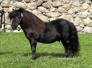 09gmbj_equuleus_sherlock.jpg
