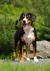 Entlebucher Sennenhund.jpg