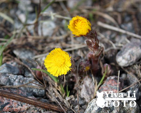 tussilago.jpg