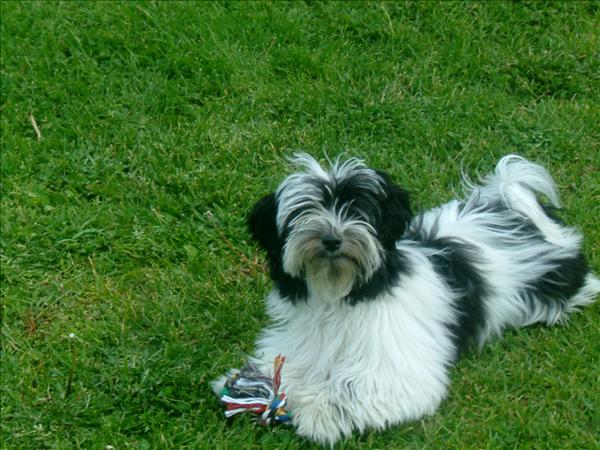 Månadens bichon juli