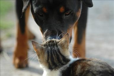 Ett möte mellan hund och katt… Av: Ida Lundahl