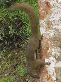 http://en.wikipedia.org/wiki/File:Plantain_squirrel.jpg