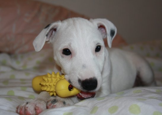 Jack russell terriern Hugo. Foto: Empisen.
